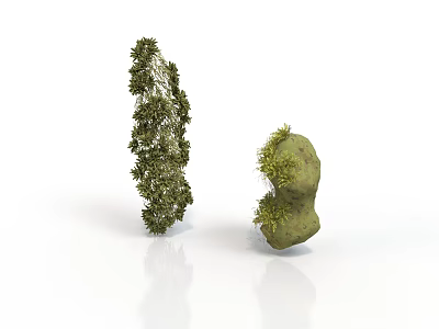 Two Green Plants Featuring Tree Like Structure And Stone Shaped Moss Growth 3d model