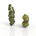 Two Green Plants Featuring Tree Like Structure And Stone Shaped Moss Growth