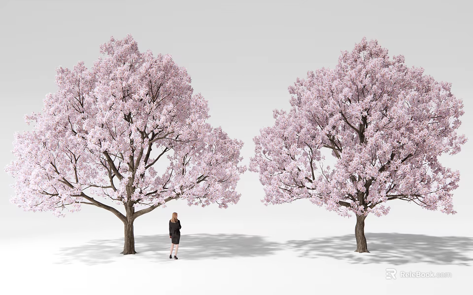 Lush Cherry Trees With Pink Blossoms And Person Standing Under Them 3d model 