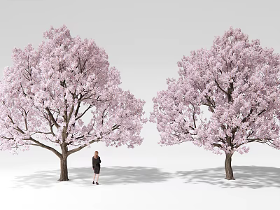 Lush Cherry Trees With Pink Blossoms And Person Standing Under Them 3d model