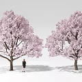 Lush Cherry Trees With Pink Blossoms And Person Standing Under Them