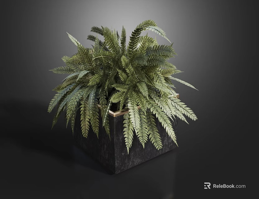 Bonsai Potted Plant With Green Fern Leaves In Square Black Decorative Planter 3d model 
