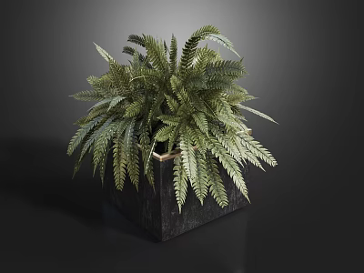 Bonsai Potted Plant With Green Fern Leaves In Square Black Decorative Planter 3d model