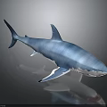 Blue Shark 3D Model Featuring Blue And White Color On Gray Background With Reflection 3d model