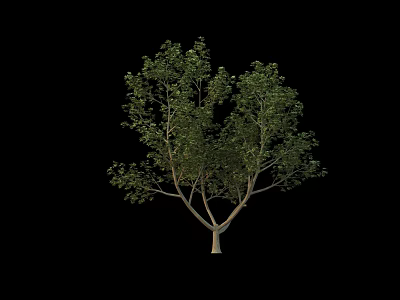 Healthy Arbor With Green Foliage And Sturdy Trunk On Black Background 3d model
