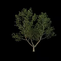 Healthy Arbor With Green Foliage And Sturdy Trunk On Black Background