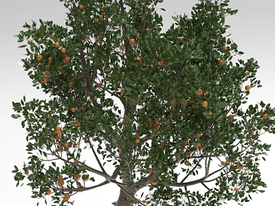 Tall Leafy Arbor with Dense Green Foliage and Ripe Orange Fruits on Thick Trunk 3d model