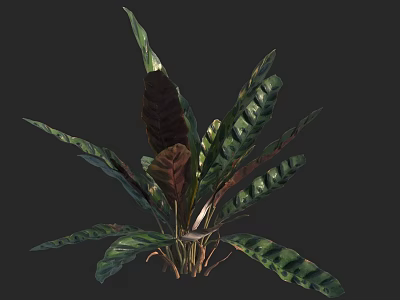 Lush Tropical Houseplant With Green And Dark Purple Large Textured Leaves 3d model