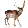 Brown And White Deer With Large Antlers Standing In Natural Environment