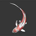 White and Red Koi Fish with Colorful Spots Fins and Tail on Dark Reflective Surface