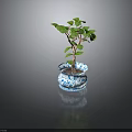 Healthy Small Tree with Green Leaves in Blue and White Patterned Pot on Dark Background