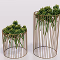 Modern Metal Wire Cylinder Planters With Lush Green Succulent Foliage