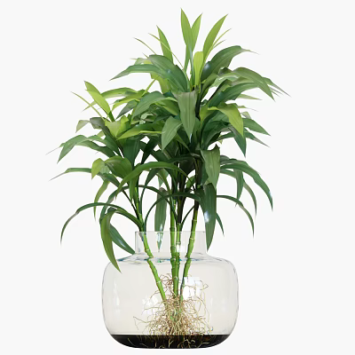Hydroponic Bonsai Plant in Transparent Glass Vase with Green Leaves and Visible Roots 3d model