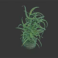 Aloe Vera Plant With Green Spiky Leaves In Terracotta Pot For Indoor Decor