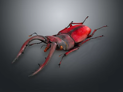 Red Beetle With Large Curved Mandibles On Dark Background Detailed View 3d model