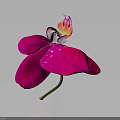 Beautiful Pink Orchid With Large Petals And White Yellow Center Against Black Background