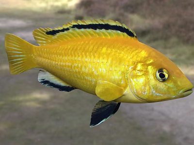 Striking Yellow Aquatic Fish Displaying Black Stripes Distinct Black Fins And Bright Eyes 3d model