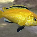 Striking Yellow Aquatic Fish Displaying Black Stripes Distinct Black Fins And Bright Eyes