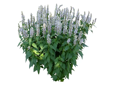 Blooming Purple Flowers With Lush Green Leaves In Natural Garden Space 3d model