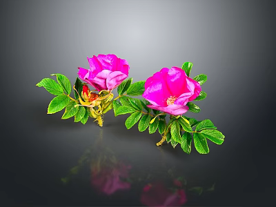Bonsai Potted Plant With Pink Flowers And Green Leaves On Black Background 3d model