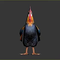 Colorful Flying Rooster with Bright Red Comb and Vibrant Feathers Standing on Dark Background