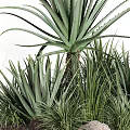 Lush Green Shrubs With Long Blade Leaves And Surrounding Small Rocks