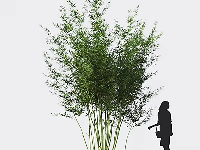 Lush Bamboo Clusters With Silhouetted Figure Nearby 3d model