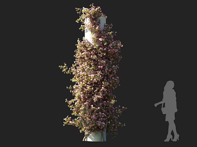 Climbing Vines With Pink Flowers Growing On White Pillar And Human Silhouette 3d model