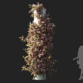 Climbing Vines With Pink Flowers Growing On White Pillar And Human Silhouette