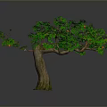 Lush Green Tree With Red Fruits Thick Trunk Exposed Roots On Gray Background