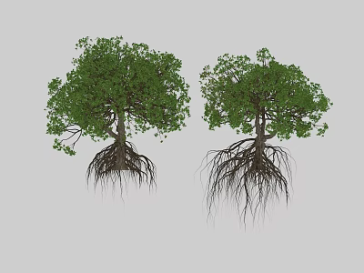 Two Natural Green Trees With Exposed Roots And Lush Foliage Structure 3d model