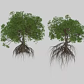 Two Natural Green Trees With Exposed Roots And Lush Foliage Structure