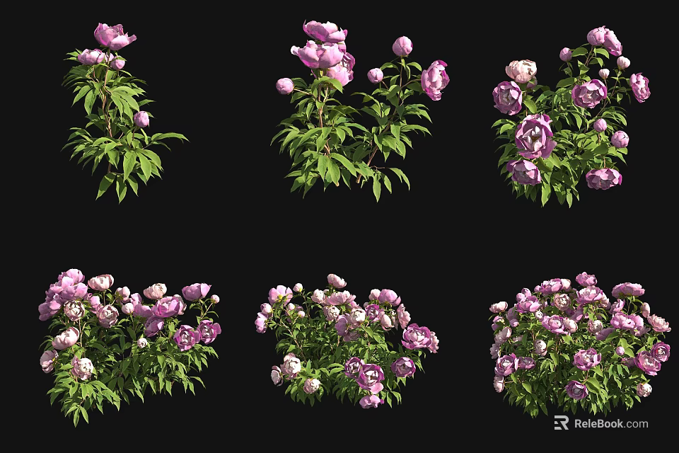 Pink Peonies With Lush Green Leaves In Different Vibrant Bloom Clusters 3d model 