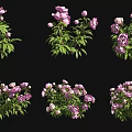 Pink Peonies With Lush Green Leaves In Different Vibrant Bloom Clusters