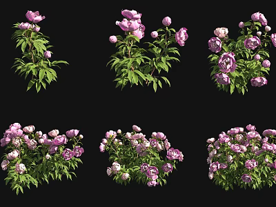 Pink Peonies With Lush Green Leaves In Different Vibrant Bloom Clusters 3d model