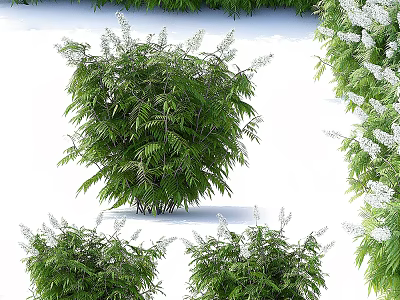 Lush Green Shrub With White Flowers Enhancing Garden Landscape Beauty 3d model