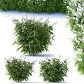 Lush Green Shrub With White Flowers Enhancing Garden Landscape Beauty