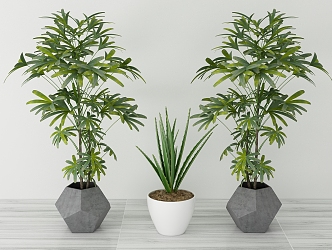 Modern Potted Plant 3d model