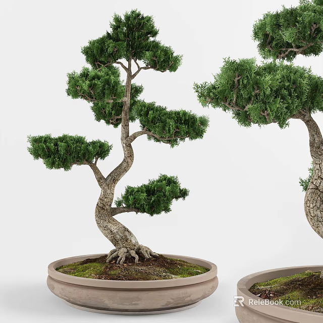 Artistic Bonsai Plants with Curved Trunks Exposed Roots and Green Foliage for Indoor Decor 3d model 