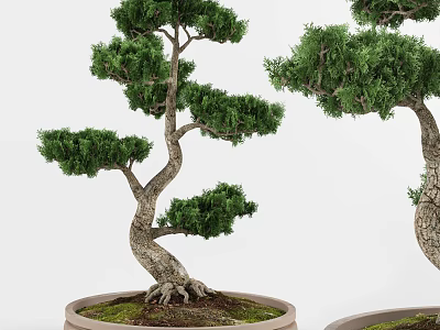 Artistic Bonsai Plants with Curved Trunks Exposed Roots and Green Foliage for Indoor Decor 3d model