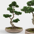 Artistic Bonsai Plants with Curved Trunks Exposed Roots and Green Foliage for Indoor Decor