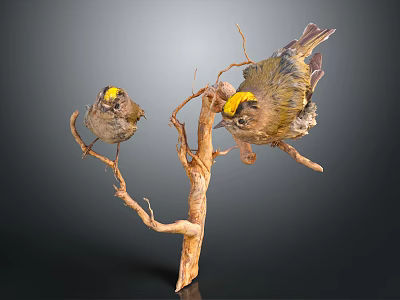 Small Birds With Yellow Crested Heads Perched On Tree Branch 3d model