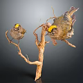 Small Birds With Yellow Crested Heads Perched On Tree Branch 3d model