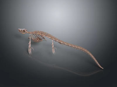 Detailed Animal Skeleton Featuring Long Tail And Limb Bones On Dark Background 3d model