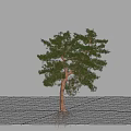 Tall Pine Tree as Garden Feature with Lush Foliage and Natural Landscape Design