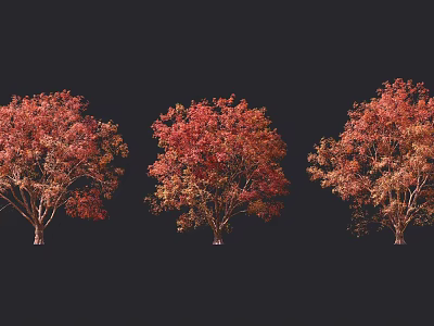 Three Autumn Trees With Red Orange Foliage On Dark Background 3d model