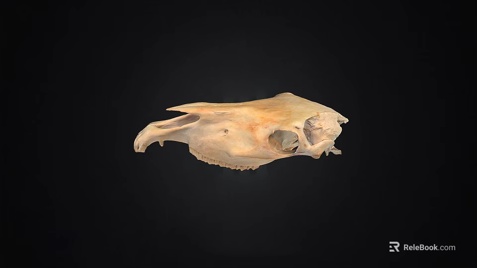 Beige Animal Skull With Detailed Bone Structure Isolated On Black Background 3d model 