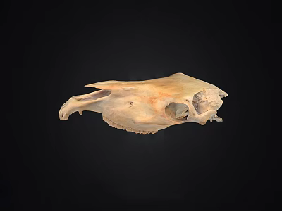 Beige Animal Skull With Detailed Bone Structure Isolated On Black Background 3d model