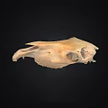 Beige Animal Skull With Detailed Bone Structure Isolated On Black Background 3d model