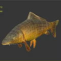 Golden Carp With Orange Fins And Tail Shiny Scales On Dark Background With Reflection